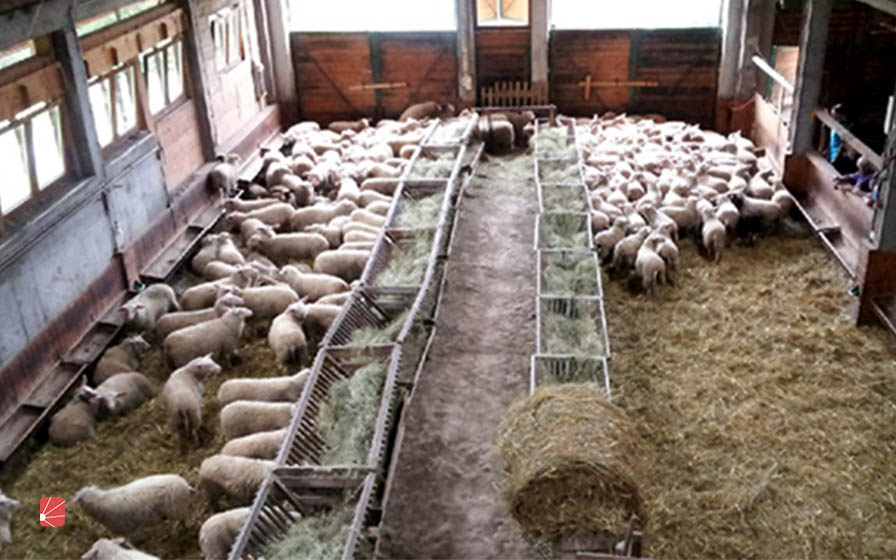 توجه به تهویه مناسب برای نگهداری گوسفندان در زمستان