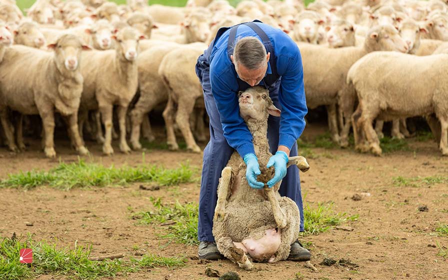 رایج‌ترین بیماری‌های گوسفندان در فصل بهار