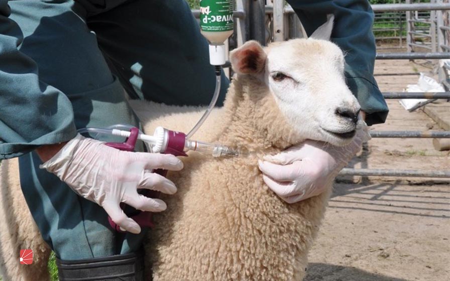 برای پیشگیری ابتلا گوسفندان به بیماری در فصل بهار چه اقداماتی می‌توان انجام داد