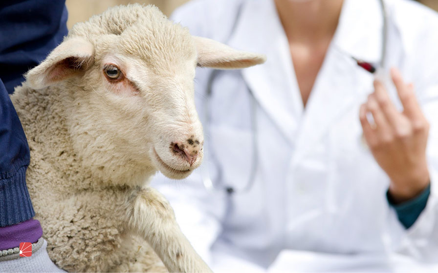 بیماری انگل مگس یا میازیس از بیماریهای فصل بهار گوسفند