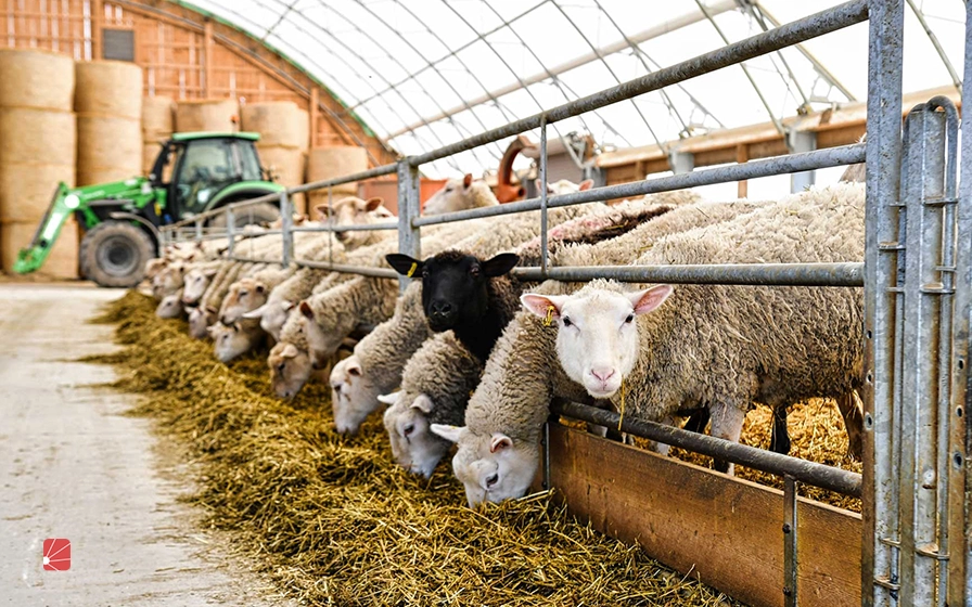 بررسی بیماری‌ها و عوارض گرما برای گوسفندان