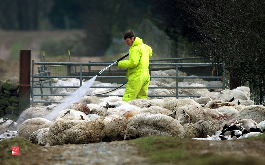 ضدعفونی کردن محیط نگهداری گوسفند در فصل گرما