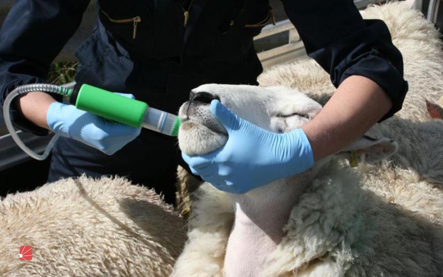 واکسن گوسفند را از کجا تهیه کنیم