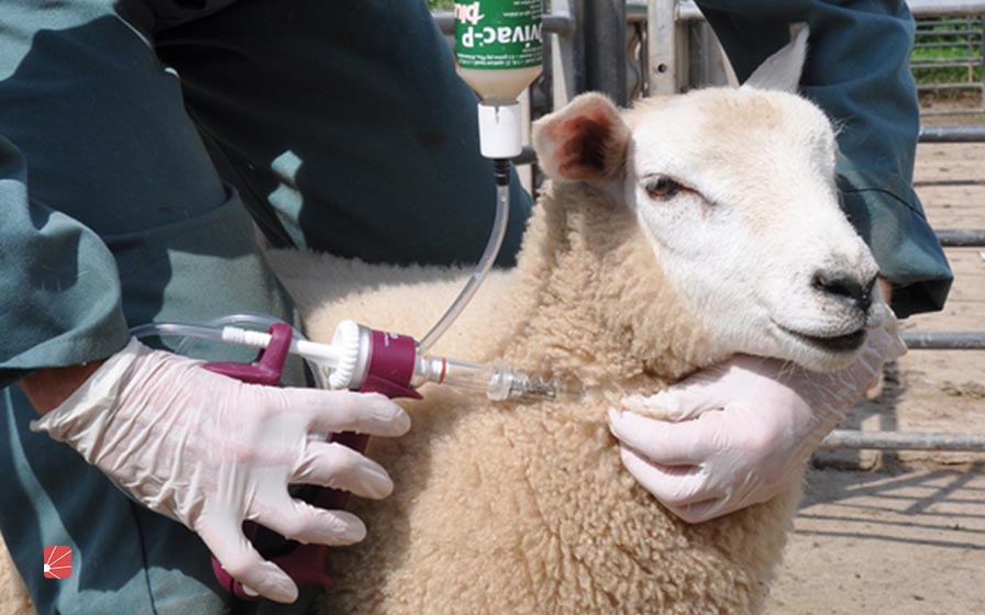 فهرست مهمترین واکسن‌های گوسفندان