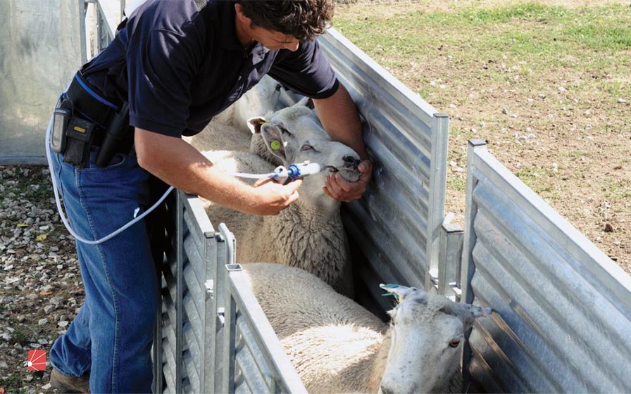 برنامه و زمانبندی واکسیناسیون گوسفند