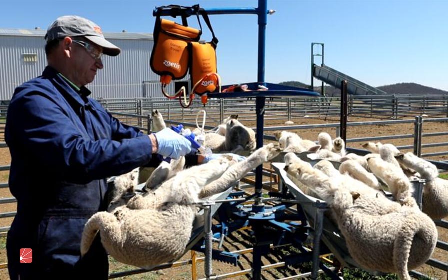 نکات مهم در رابطه با واکسیناسیون گوسفندان