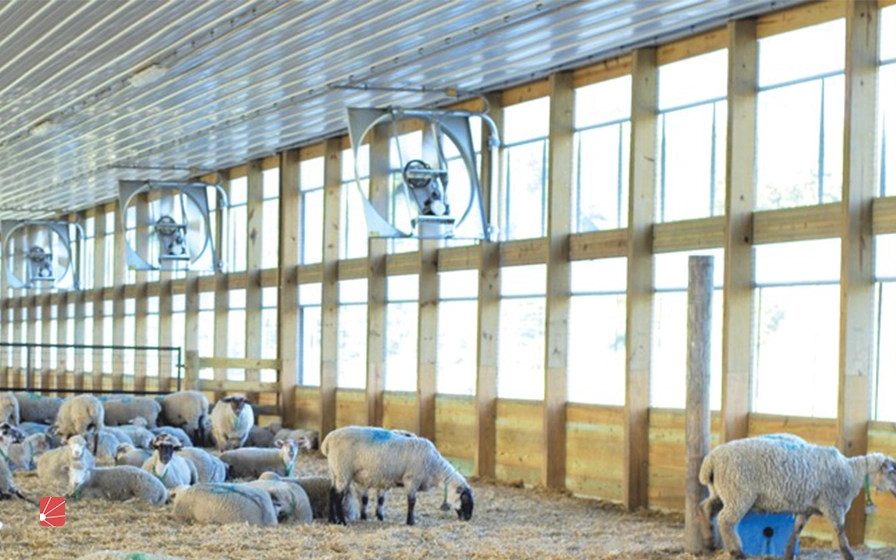 استانداردهای لازم برای جایگاه نگهداری گوسفند