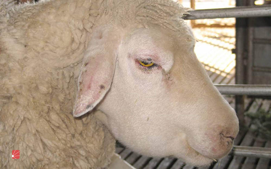 بررسی علل ورم صورت گوسفندان