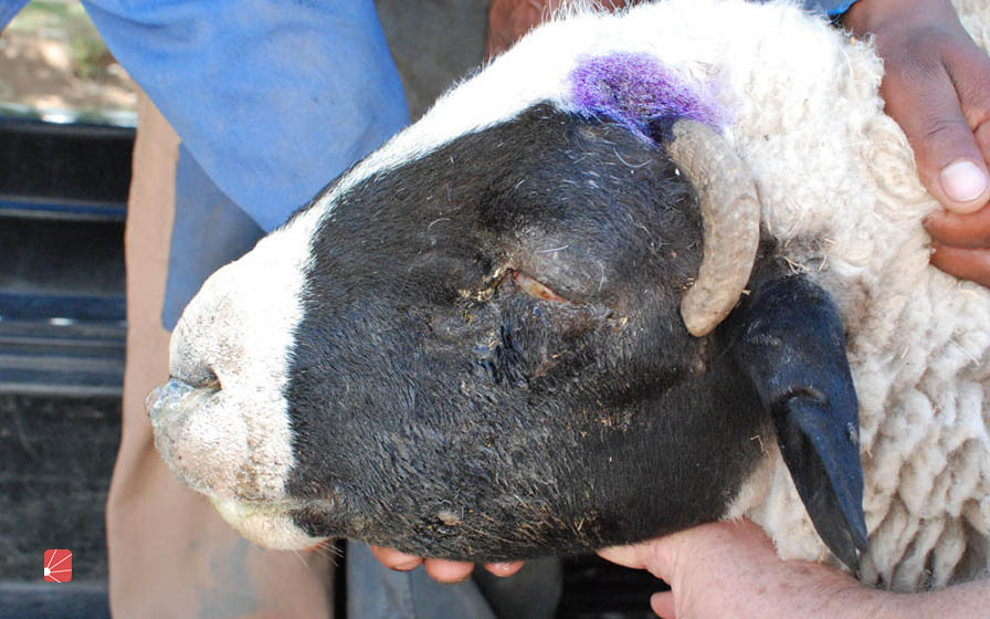 روشهای درمان ورم صورت گوسفندان