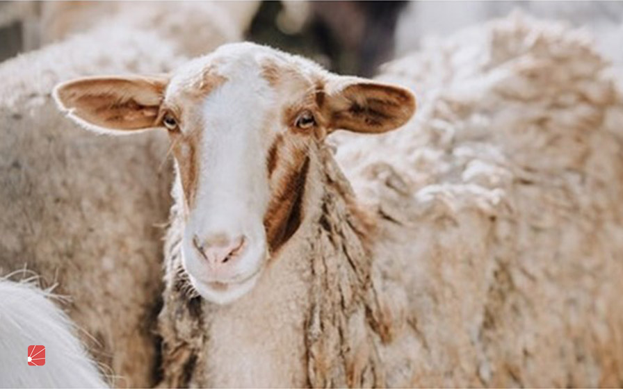 نژاد گوسفند سنگسری چیست و چه ویژگی‌هایی دارد