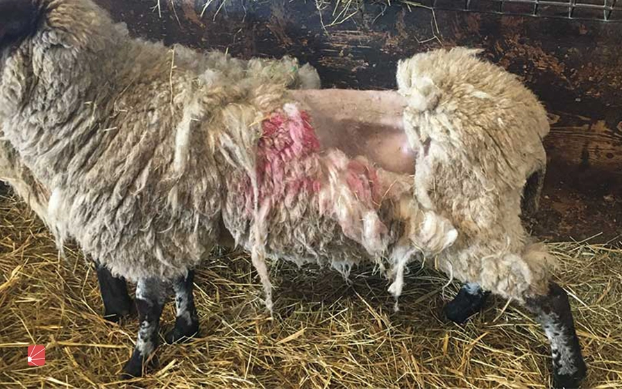 رایج ترین بیماری‌های گوسفندان در فصل زمستان