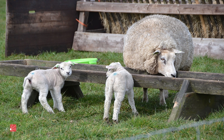 نکات مهم در تهیه تجهیزات مورد نیاز برای پرورش گوسفندان