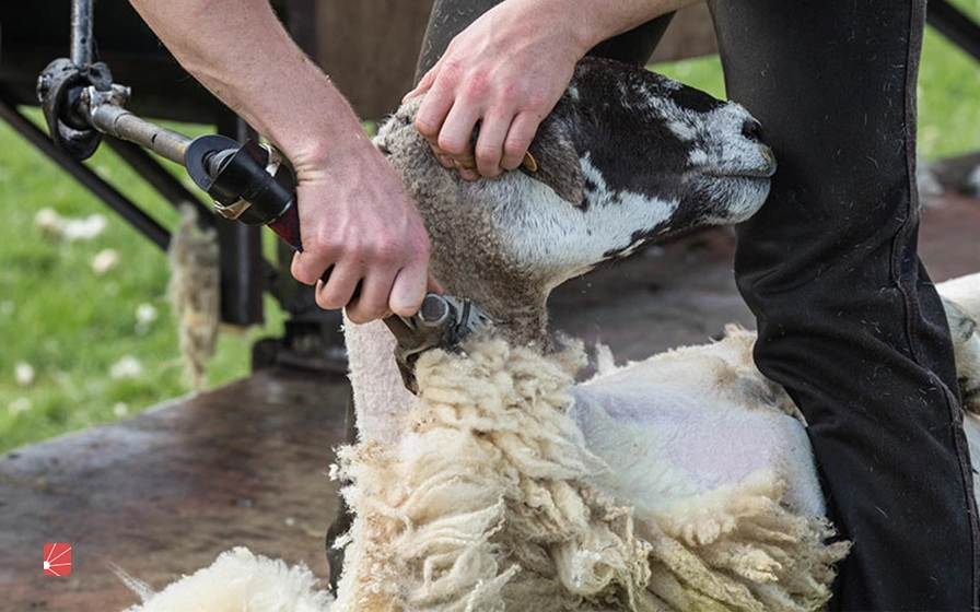 تجهیزات لازم برای چیدن پشم گوسفندان
