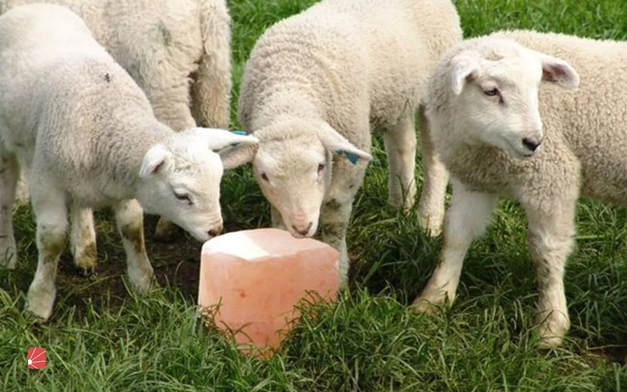 چگونه به گوسفندان نمک بدهیم