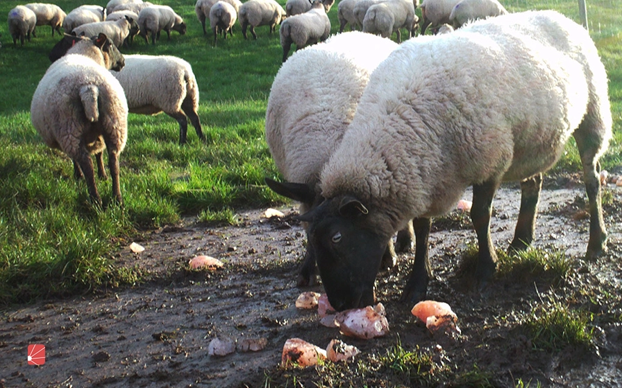  اهمیت نمک دادن به گوسفند