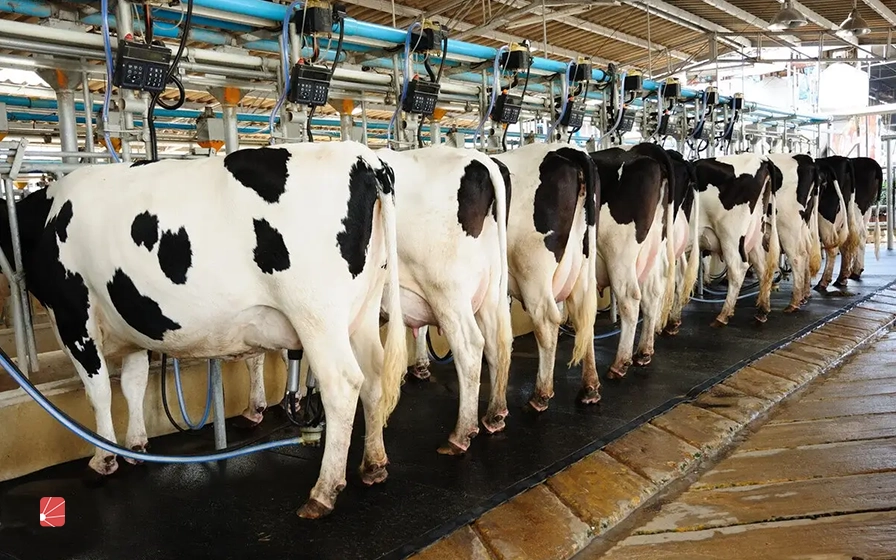 گاوهای شیری به امکانات و تجهیزات بیشتری برای نگه‌داری نیاز دارند